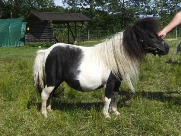 Фалабелла — описание и фото лошади