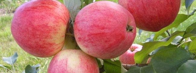 Сорт яблони конфетное: описание сорта и отзывы садоводов