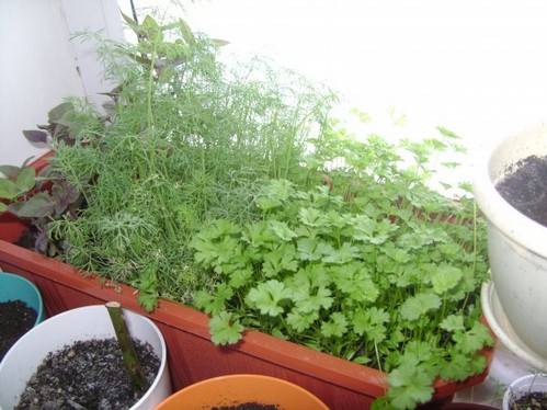 Выращивание укропа на балконе: пошаговая инструкция + советы