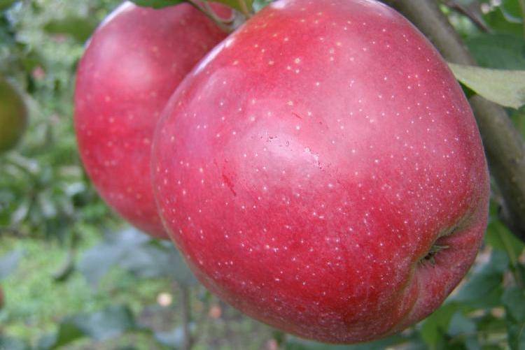 Чёрный принц (ред джонапринц) — новый перспективный сорт яблони