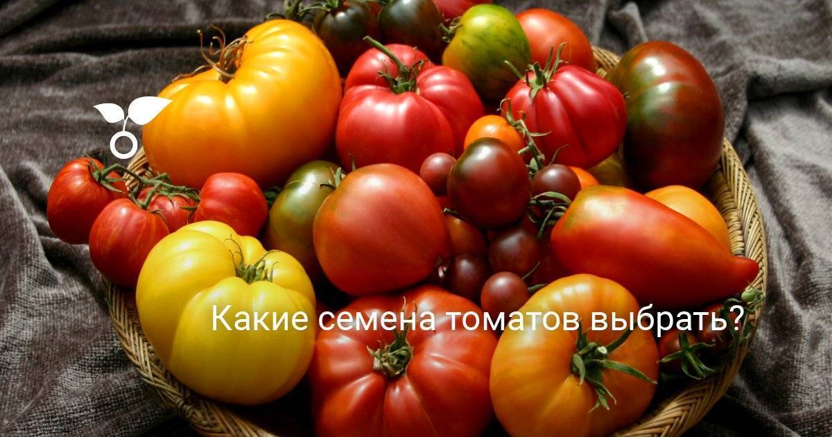 Томат синий, osu blue: отзывы, фото, урожайность | tomatland.ru