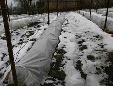Как укрывать виноград на зиму, при какой температуре, особенности в подмосковье, средней полосе россии, в украине и других регионах