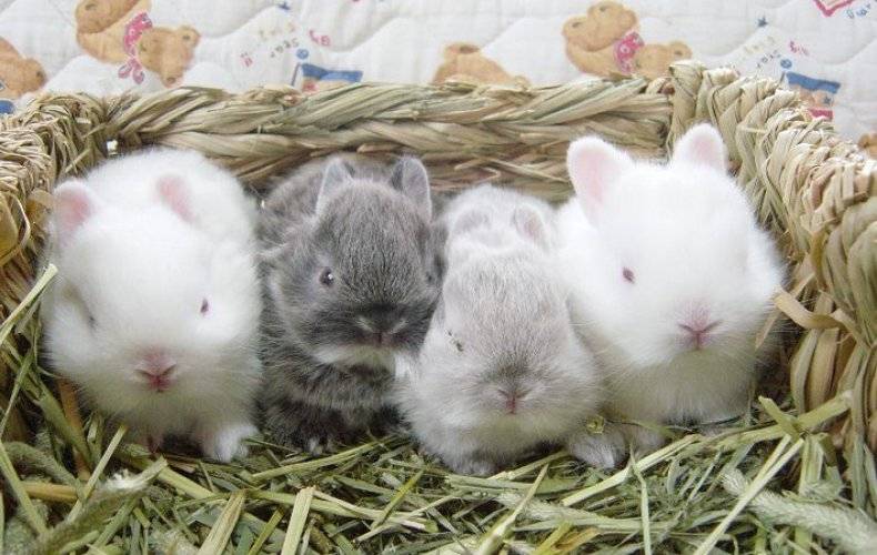 Новорожденные кролики: кормление, уход
