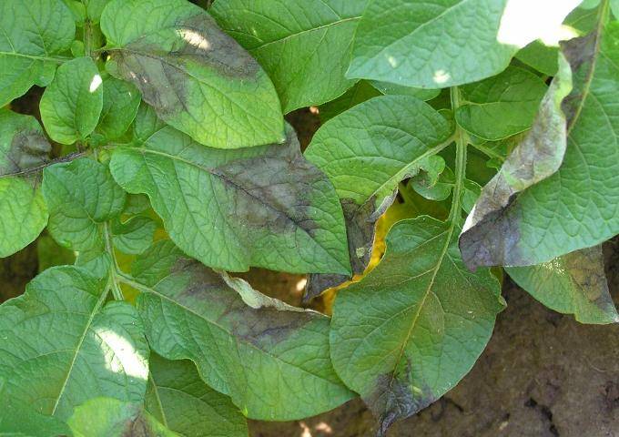 Почему листья перцев стали фиолетовыми - сельская жизнь