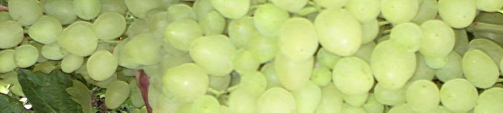 Сорт винограда «зарница»: особенности сорта и выращивания