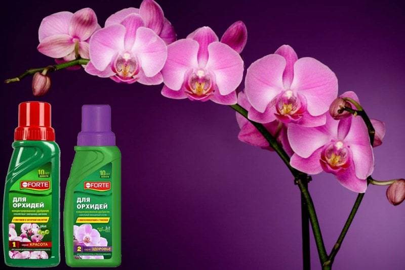 Как подкармливать и удобрять орхидеи в домашних условиях