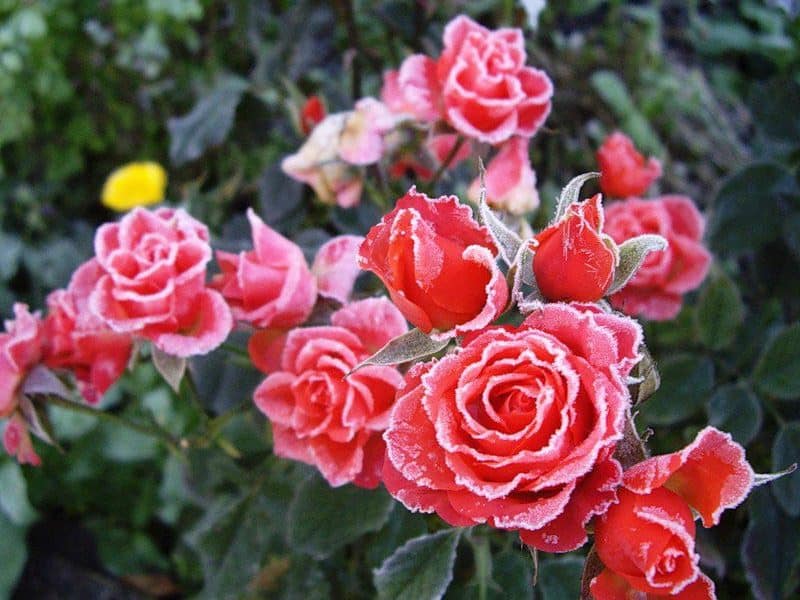 Укрывной материал на зиму для роз и других растений