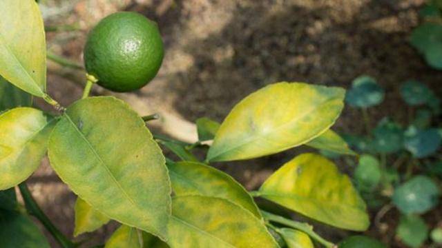 Лимон, выращенный в домашних условиях, сбрасывает листья: как справиться с проблемой?