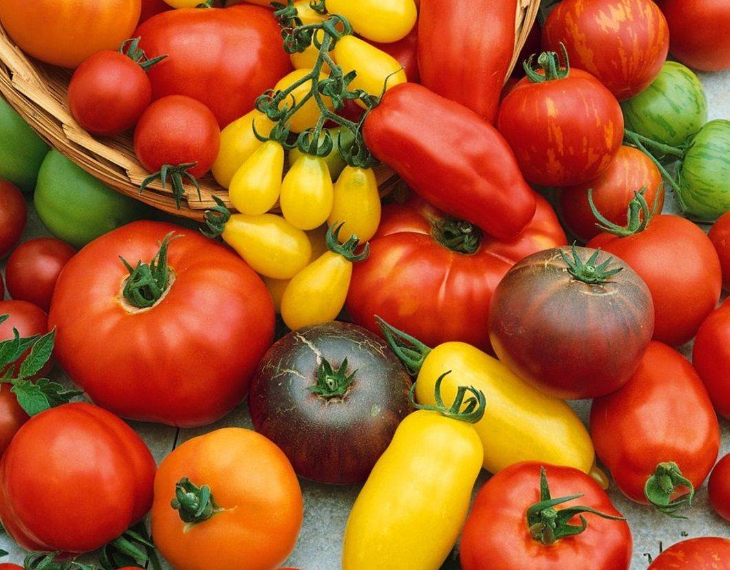Новые и лучшие сорта томатов на 2018 год, для открытого грунта и теплиц подмосковья, сибири и урала