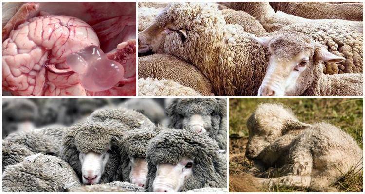 Ценуроз овец: описание, лечение — selok.info