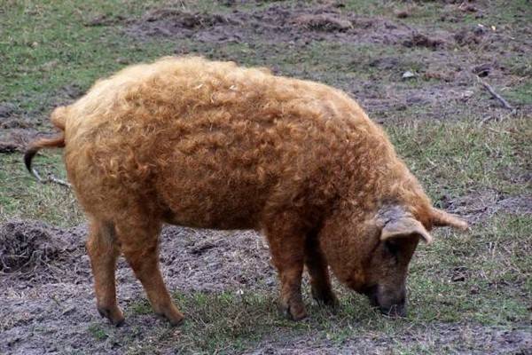 Свиньи породы мангал: описание породы, содержание и уход