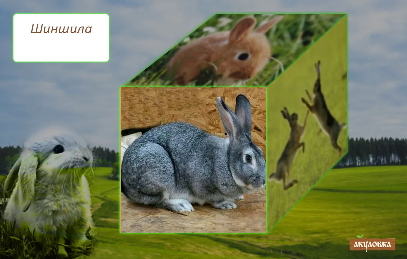 Карликовый кролик: породы, уход и содержание, чем отличается от декоративного, как назвать, продолжительность жизни