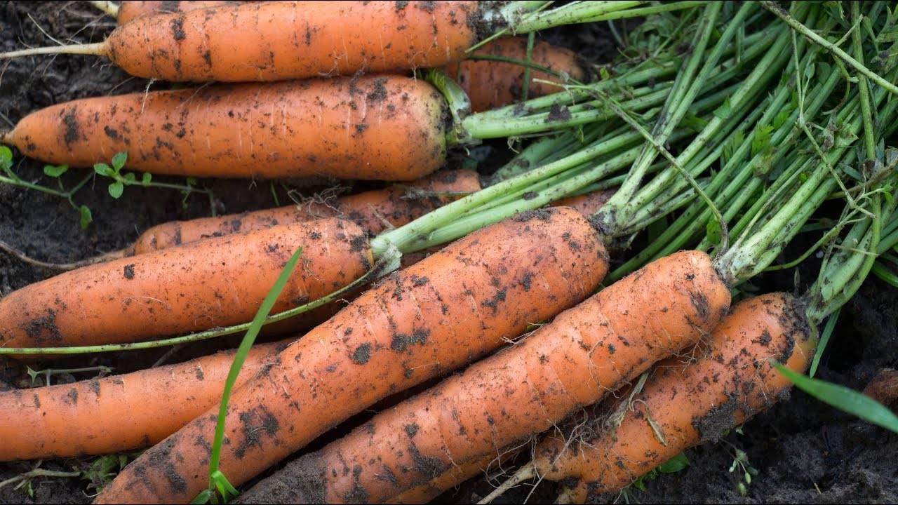 Посадка моркови семенами в открытый грунт уход за морковью выращивание моркови когда сажать