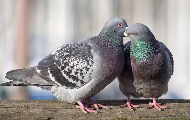 Как размножаются голуби: описание — selok.info