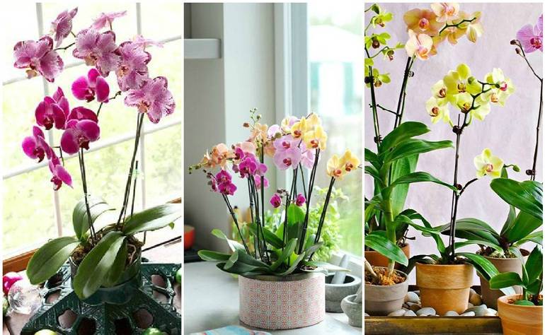 Как заставить цвести орхидею повторно, если она долго этого не делает: почему растение «ленится» и какие есть 9 правил для домашних условий, чтобы его стимулировать? selo.guru — интернет портал о сельском хозяйстве