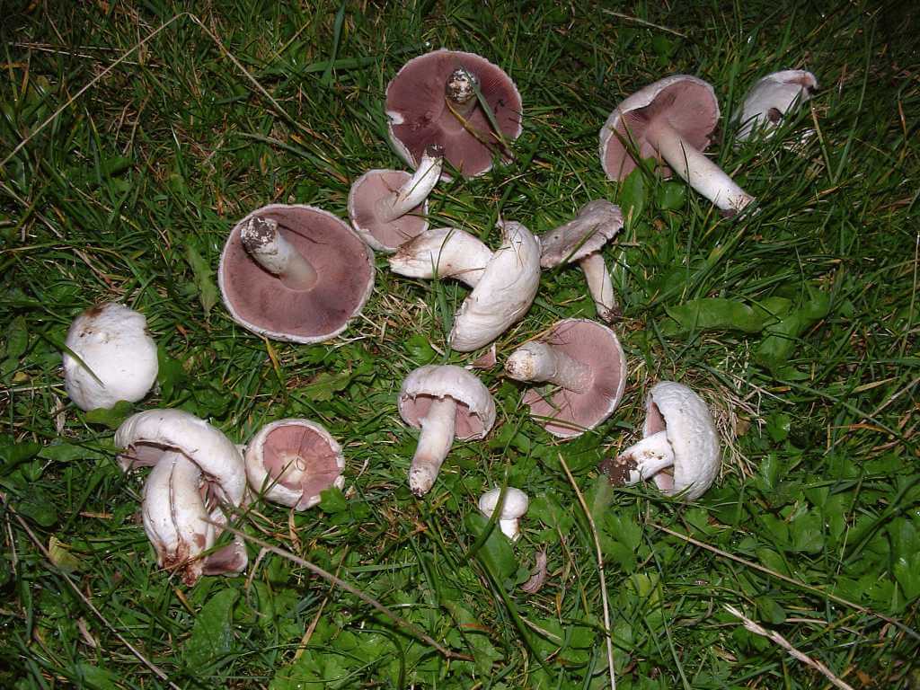 Шампиньоны: где растут в природе, и когда собирать гриб?