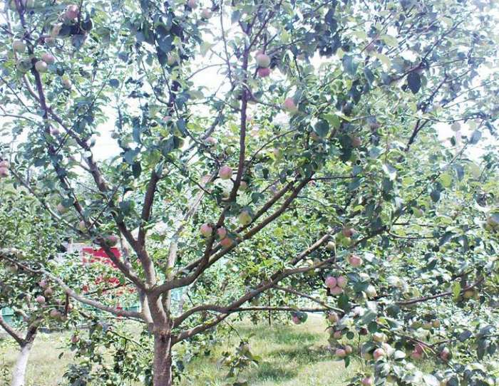 Выращивание саженцев яблони своими руками