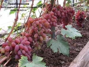 Сорт винограда бианка: характеристика, секреты выращивания