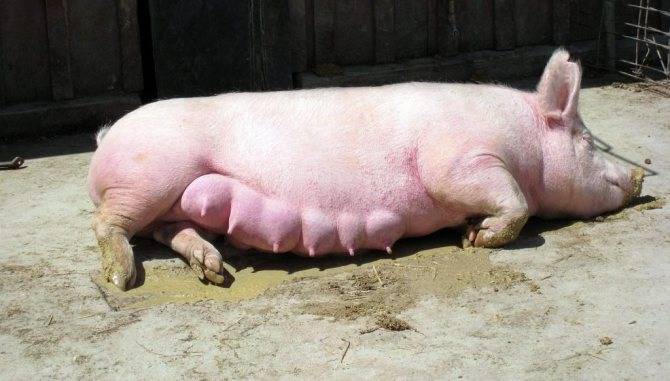 ᐉ сколько дней гуляет свинья: признаки охоты у свиней - zooon.ru