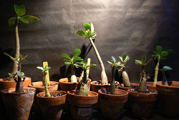 Адениум: уход в домашних условиях, выращивание из семян, сорта с фото