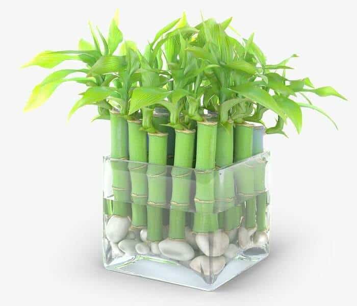 Как выращивать бамбук в домашних условиях: тонкости ухода