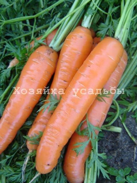 ✅ морковь семена лучшие сорта для сибири - питомник46.рф