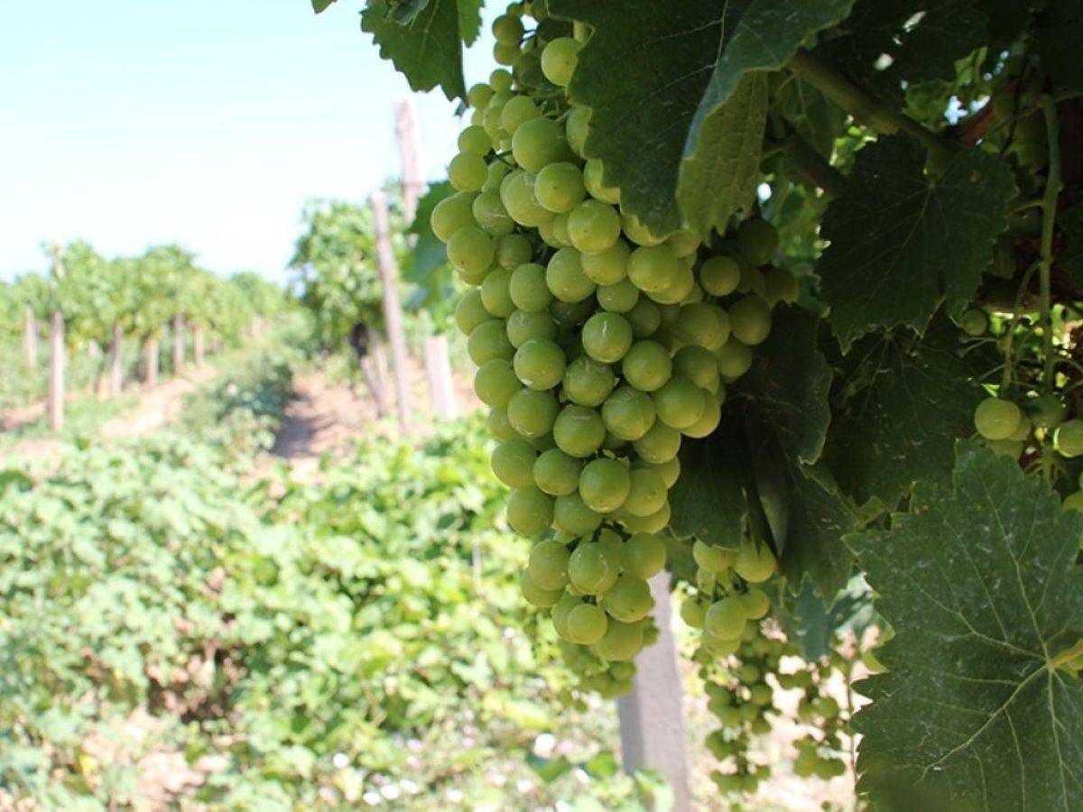 Подкормка винограда: минеральными удобрениями и другими. чем удобрять весной и как подкормить в ноябре? внекорневые обработки