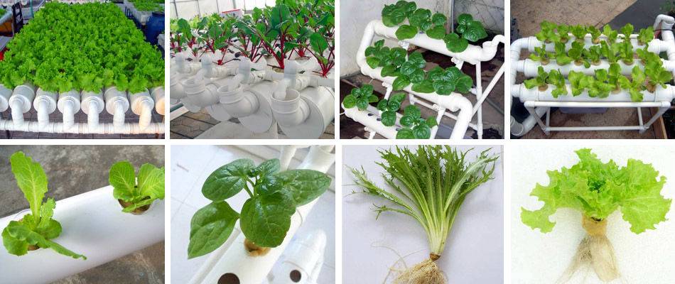 Как выращивать салат на гидропонике в домашних условиях