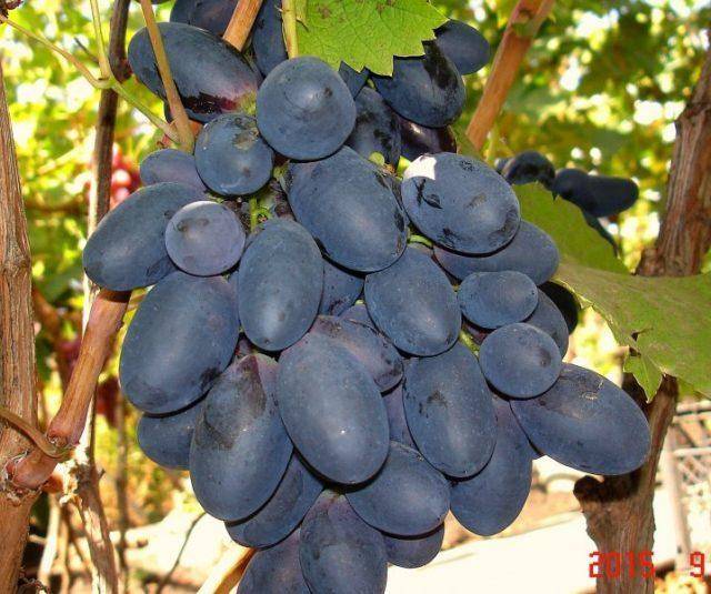 Подробное описание столового сорта винограда "велика"