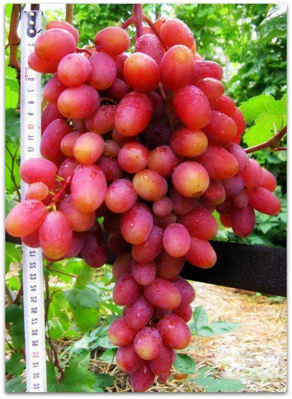 Характеристики сорта винограда юлиан — особенности выращивания