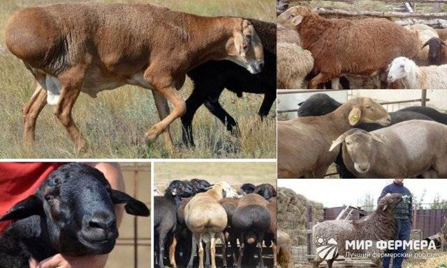 Овцы эдильбаевской породы: главное о содержании и разведении