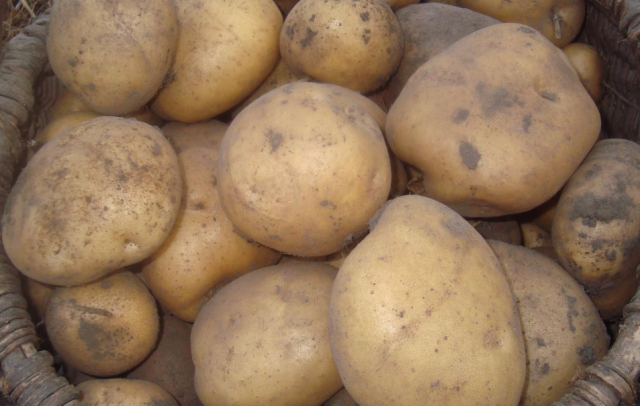 Характеристика картофеля сорта Лабадия