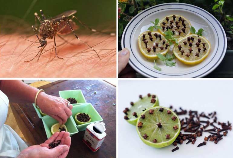 Как можно использовать лимон и гвоздику от комаров