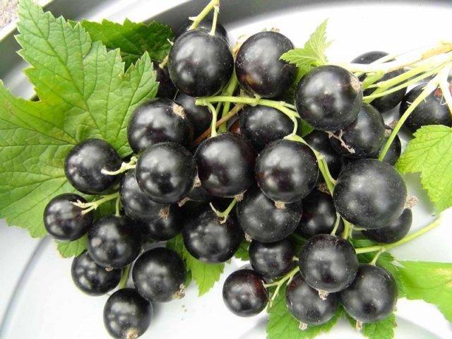 Почему не плодоносит черная смородина: что делать если нет ягод?