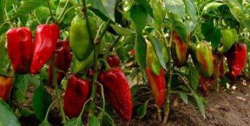 Особенности выращивания болгарского перца в теплице
