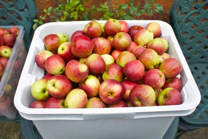 Как сохранить яблоки зимой в домашних условиях?