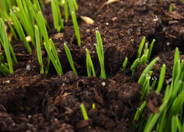 Кислотность почвы — как определить и раскислить