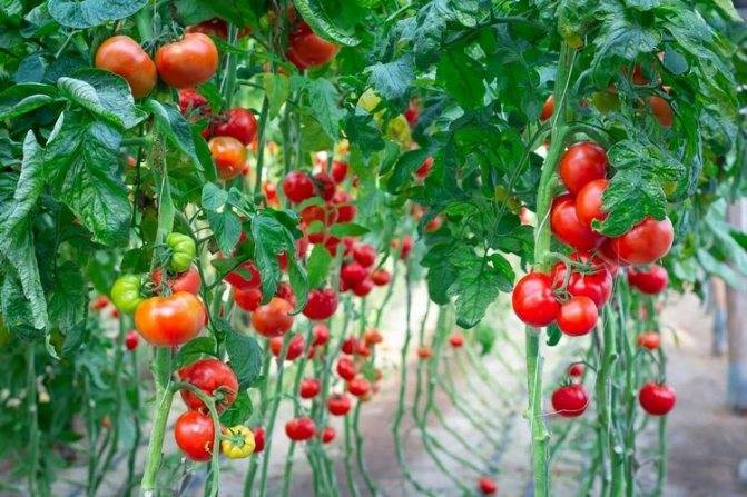 Лучшие сорта помидоров для подмосковья для теплиц из поликарбоната на 2019 год с фото, описанием отзывы