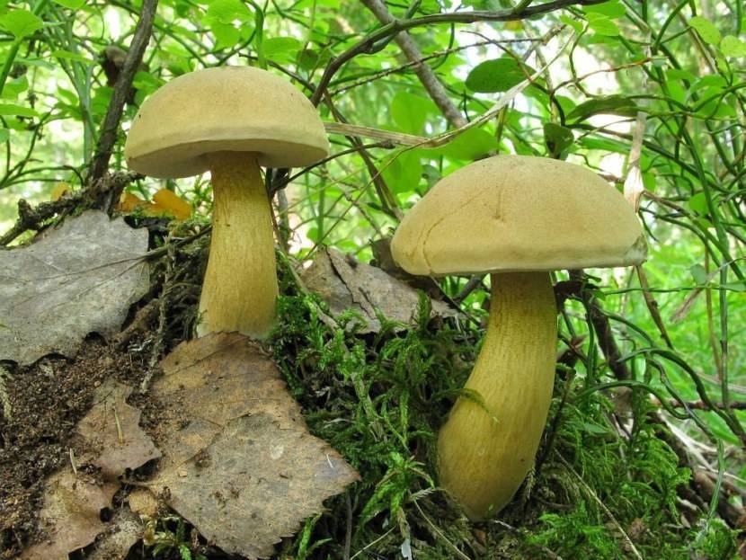 Желчный гриб, он же ложный белый гриб
