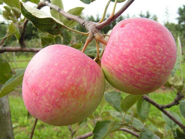 Лучшие сладкие сорта яблони, в том числе для различных регионов, с описанием, характеристикой и отзывами, а также особенности их выращивания
