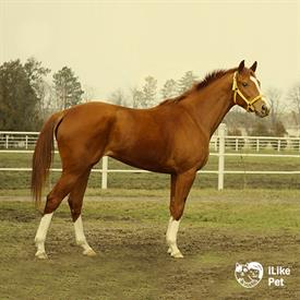 Английская чистокровная скаковая лошадь: фото и описание, скорость, вес, разведение, кормление, отзывы