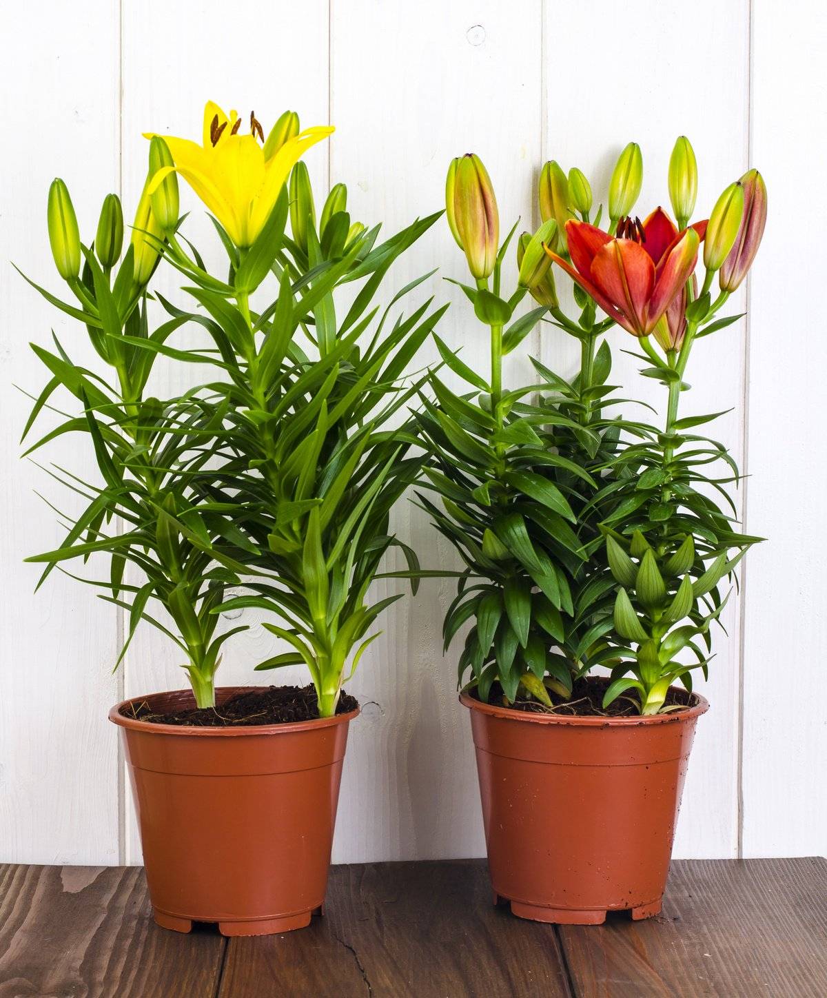 Комнатная лилия в горшке — название и как ухаживать за цветком в домашних условиях