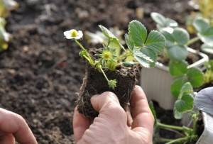 Как вырастить клубнику из семян своими руками - пошаговое описание процесса посадки, выращивания ухода за клубникой (100 фото + видео)