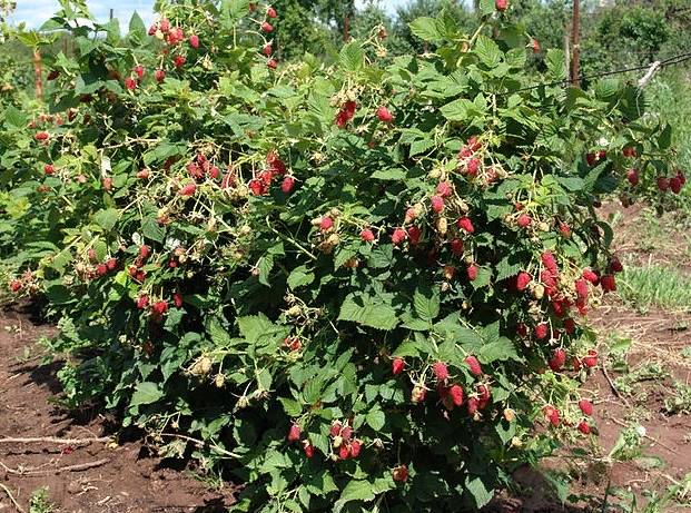 Малина шапка мономаха: ремонтантная ягода в вашем саду