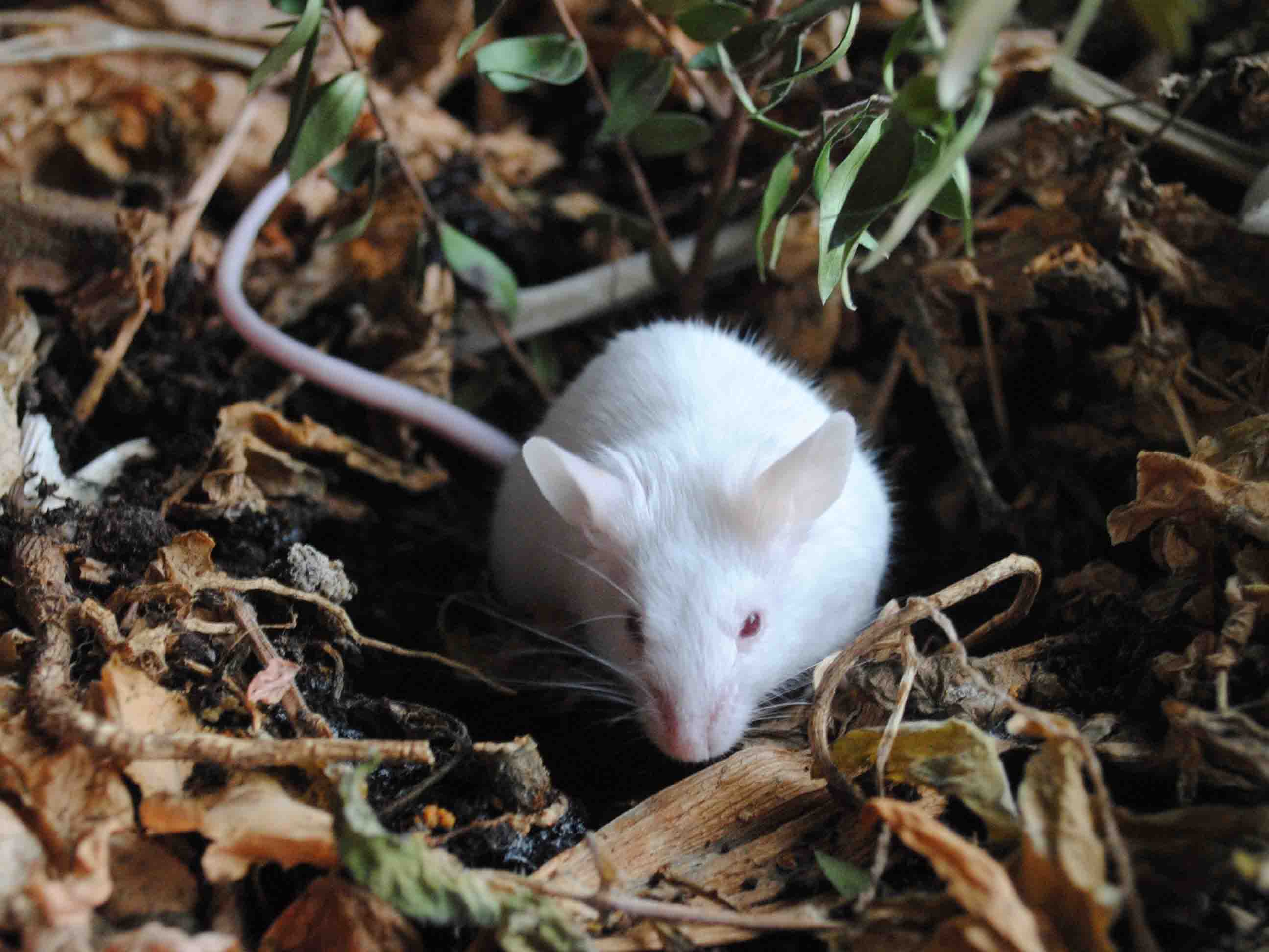 5 способов, как избавиться от мышей на даче навсегда: самые эффективные способы и народные методы