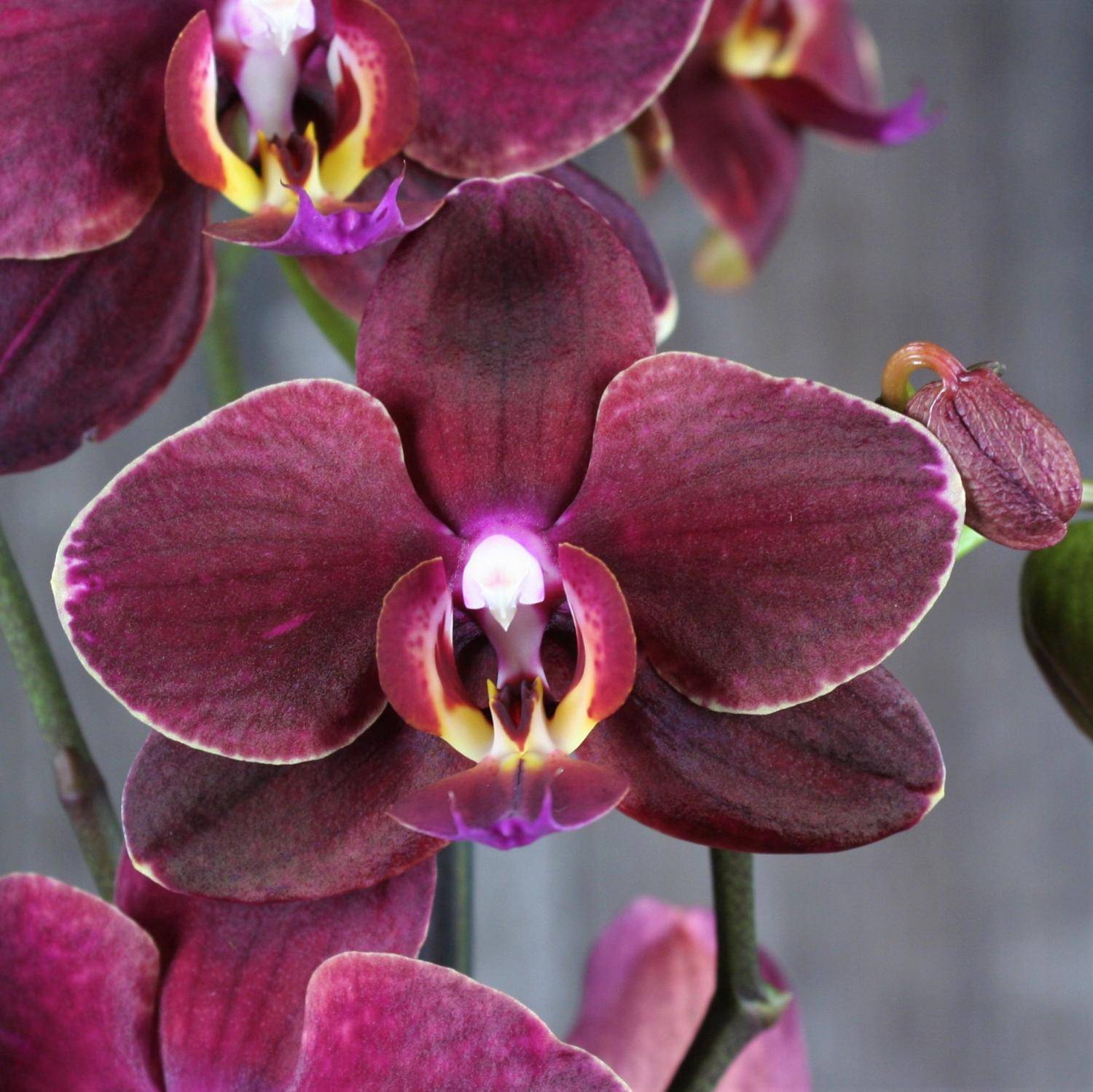 Характеристика бордовой орхидеи