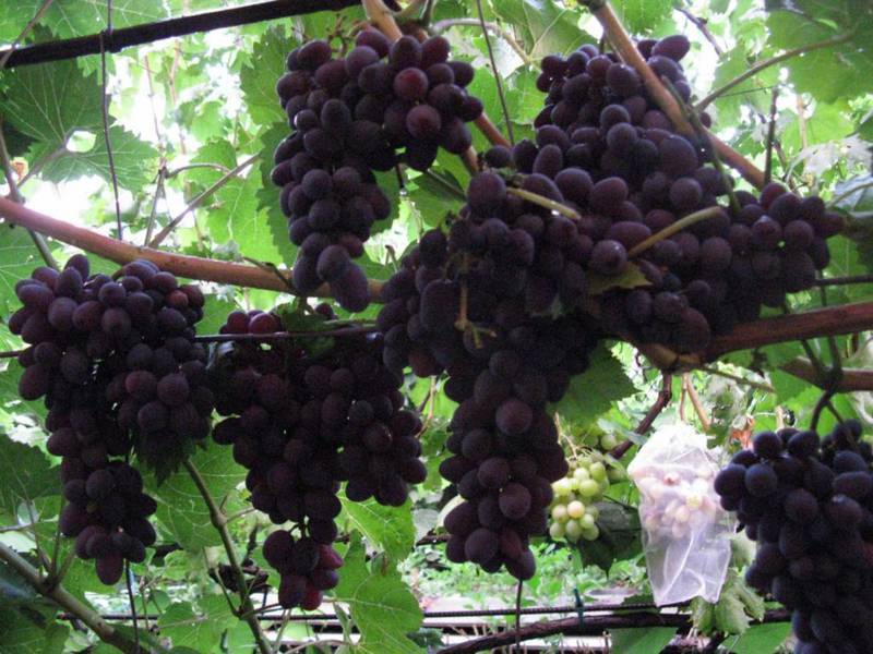 Виноград юпитер: описание сорта, отзывы, фото, как ухаживать