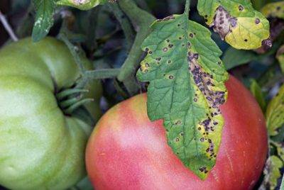 Спасаем помидоры от фитофторы в теплице причины заболевания | здоровье | селдон новости