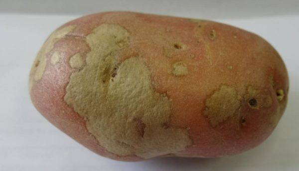 Парша картофеля фото описание и лечение: обработка клубней перед посадкой, как избавиться на участке и в земле