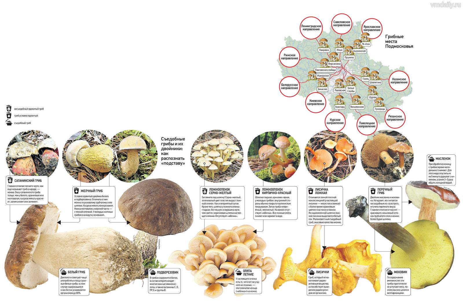 Съедобные грибы в подмосковье: какие растут и где их собирать- фото и описание +видео